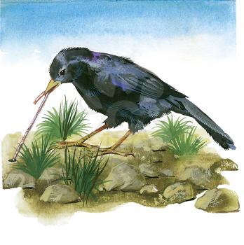 Royalty Free Clipart Image of a Black Bird Eating a Worm 