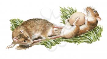 Royalty Free Clipart Image of a Pair of Field Mice Fighting Over Food. 