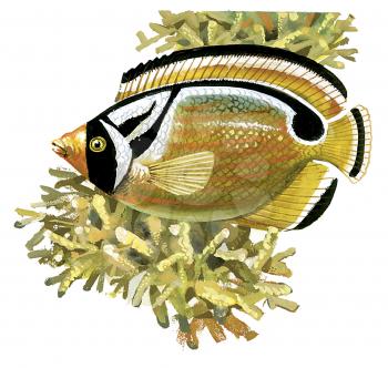 Royalty Free Clipart Image of a Raccoon Butterfly Fish 