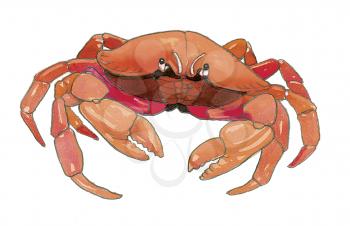 Royalty Free Clipart Image of a Crab 