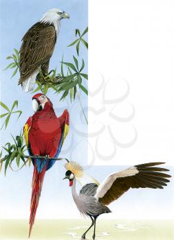 Royalty Free Clipart Image of 3 Different Species of Birds 