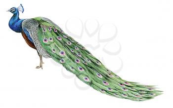 Royalty Free Clipart Image of a Peacock 