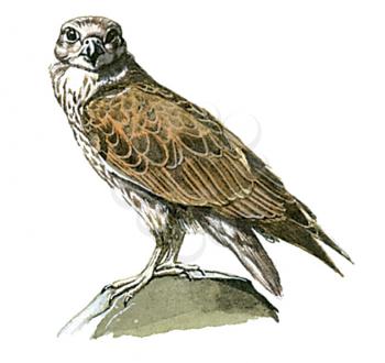 Royalty Free Clipart Image of a Brown Hawk 