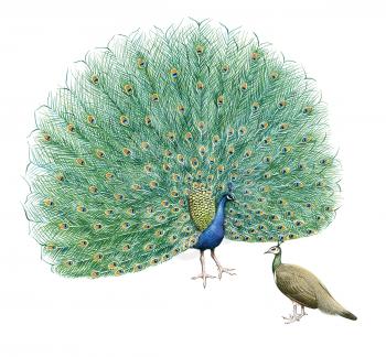 Royalty Free Clipart Image of a Pair of Peacocks 