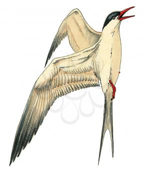 Royalty Free Clipart Image of a South American Tern