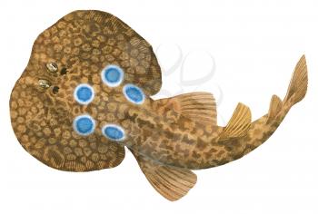Royalty Free Clipart Image of an Torpedo Fish 