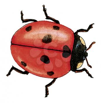Royalty Free Clipart Image of a Lady Bug 