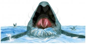 Royalty Free Clipart Image of an Open mouthed Blue Whale 