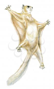 Royalty Free Clipart Image of a flying squirrel 