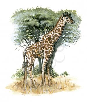 Royalty Free Clipart Image of a Giraffe 
