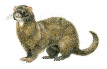 Royalty Free Clipart Image of a Ferret
