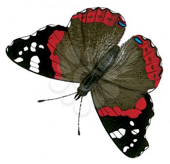 Royalty Free Clipart Image of a Red Admiral Butterfly 