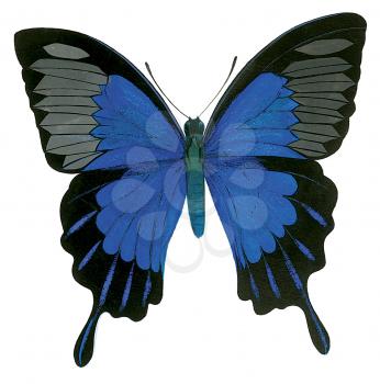 Royalty Free Clipart Image of a Blue Mountain Butterfly 