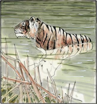 Royalty Free Clipart Image of a Tiger Taking a Swim 