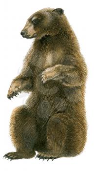 Royalty Free Clipart Image of a Grizzly Bear 
