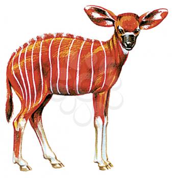 Royalty Free Clipart Image of an adolescent Bongo Antelope 