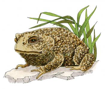 Royalty Free Clipart Image of a Toad