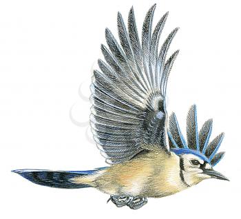 Royalty Free Clipart Image of a Blue Jay Bird 