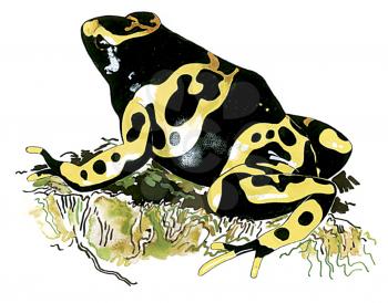 Royalty Free Clipart Image of a Yellow Banded Poison Dart Frog 