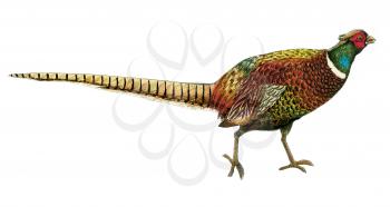 Royalty Free Clipart Image of a Pheasant Bird 