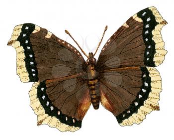 Royalty Free Clipart Image of a Mourning Cloak Butterfly 