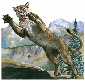 Royalty Free Clipart Image of a Cougar 