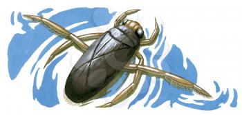Royalty Free Clipart Image of a Water Boatman Beetle 