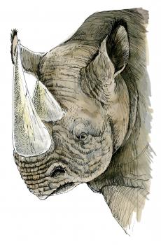 Royalty Free Clipart Image of a White Rhinoceros  