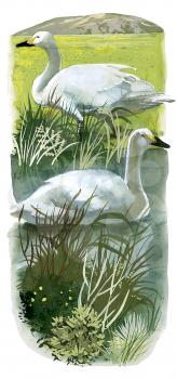 Royalty Free Clipart Image of Swans at a Pond 