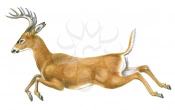 Royalty Free Clipart Image of a White Tailed Doe with Antlers 