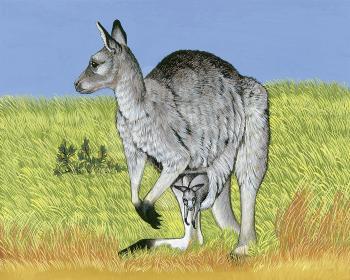 Royalty Free Clipart Image of a Great Grey Kangaroo and it's Joey 