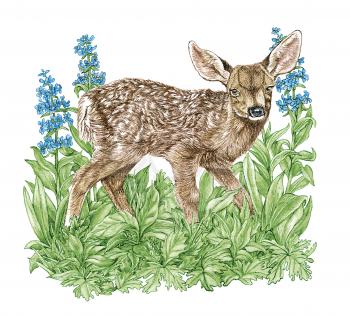 Royalty Free Clipart Image of a Baby White Tailed Deer in a Field 