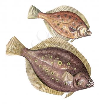 Royalty Free Clipart Image of a Plaice Flatfish and a Flounder Flatfish 