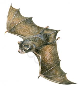 Royalty Free Clipart Image of a Little Brown Bat 