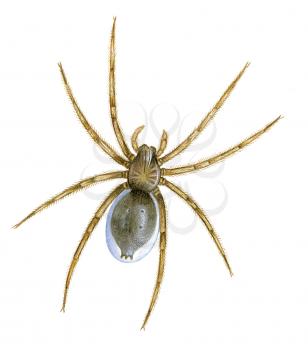 Royalty Free Clipart Image of a Brown Recluse Spider 