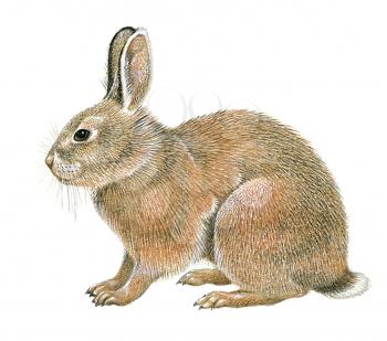 Royalty Free Clipart Image of a Brown Cottontail Rabbit 