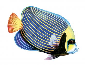 Royalty Free Clipart Image of a Holacanthus Fish 
