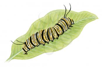 Royalty Free Clipart Image of a Monarch Caterpillar