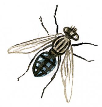 Royalty Free Clipart Image of the Common House Fly 