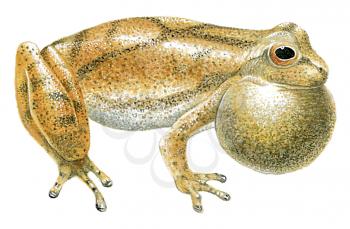Royalty Free Clipart Image of an Almendariz Tree Frog
