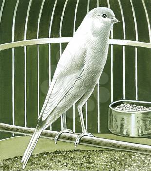 Royalty Free Clipart Image of a Canary Bird 