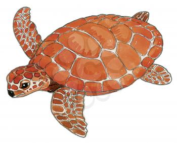 Royalty Free Clipart Image of a Red Sea Turtle 