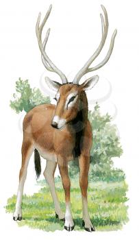 Royalty Free Clipart Image of a Pere David's Deer 