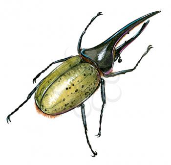 Royalty Free Clipart Image of a Hercules Beetle 