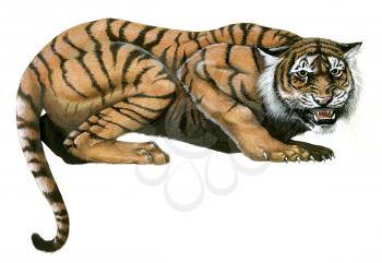 Royalty Free Clipart Image of a Tiger 