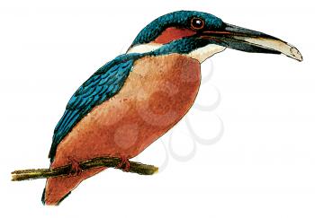 Royalty Free Clipart Image of a Coraciiformes Bird