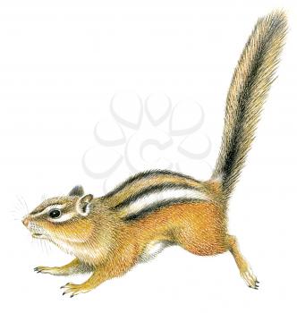 Royalty Free Clipart Image of a Chipmunk 