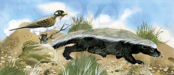 Royalty Free Clipart Image of a Honey Badger and A White Breasted Robin