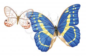 Royalty Free Clipart Image of a Glass Winged Butterfly and a Blue Emperor Butterfly