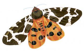Royalty Free Clipart Image of a Garden Tiger Moth 